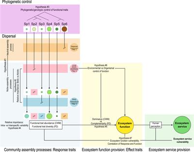 A trait-based framework for seagrass ecology: Trends and prospects